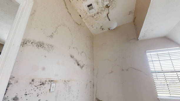 Best Black Mold Removal  in Mohnton, PA