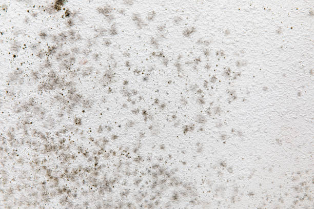 Best Asbestos and Lead Testing During Mold Inspection  in Mohnton, PA