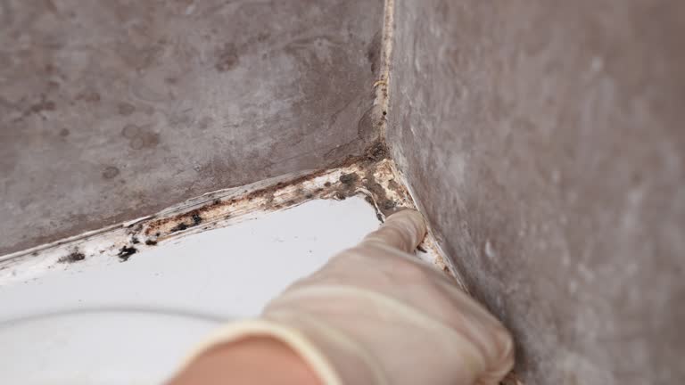 Best Crawl Space Mold Remediation  in Mohnton, PA